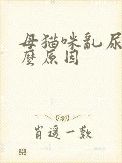 母猫咪乱尿是什么原因