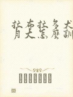 拉布拉多犬8个月大怎么训练