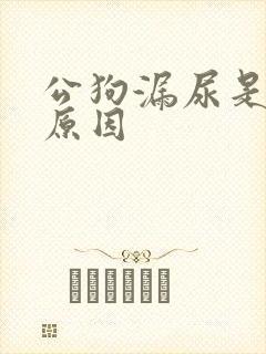 公狗漏尿是什么原因