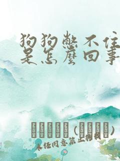 狗狗憋不住尿了是怎么回事