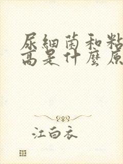 尿细菌和粘液丝高是什么原因