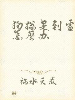 狗总是到处乱尿怎么办