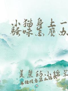 小猫身上一股尿骚味怎么办