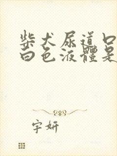 柴犬尿道口有乳白色液体是怎么回事