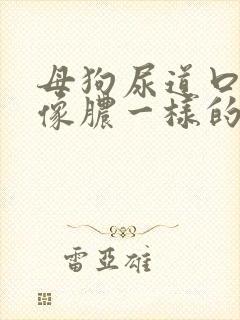 母狗尿道口流出像脓一样的液体怎么办