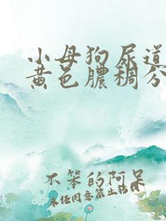 小母狗尿道口有黄色脓稠分泌物