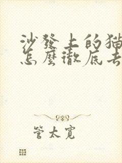 沙发上的猫尿味怎么彻底去除