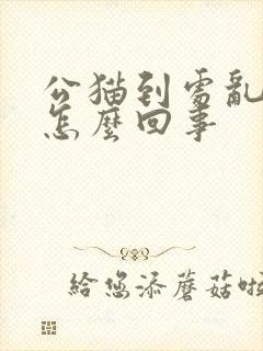 公猫到处乱尿是怎么回事