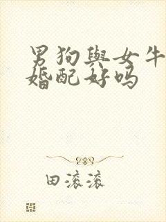 男狗与女牛属相婚配好吗