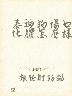 泰迪狗伤口感染化脓怎么样好得快