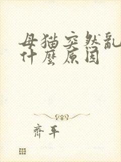 母猫突然乱尿是什么原因