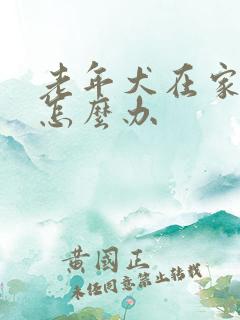 老年犬在家老尿怎么办