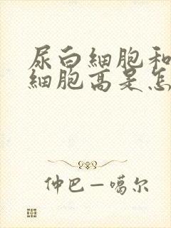 尿白细胞和尿红细胞高是怎么回事