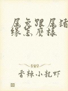 属兔跟属猪的姻缘怎么样