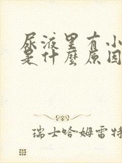 尿液里有小泡泡是什么原因