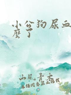 小公狗尿血是怎么了