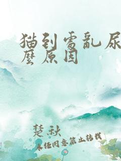 猫到处乱尿是什么原因