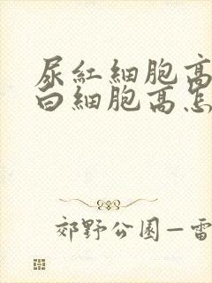 尿红细胞高和尿白细胞高怎么回事