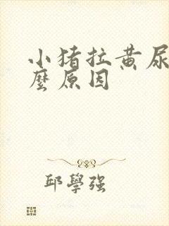 小猪拉黄尿是什么原因