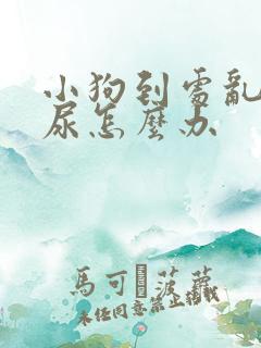 小狗到处乱拉乱尿怎么办