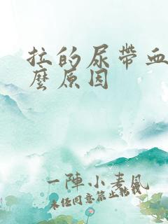 拉的尿带血是什么原因