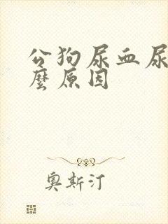 公狗尿血尿是什么原因