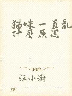 猫咪一直乱尿是什么原因