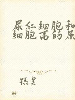 尿红细胞和尿白细胞高的原因