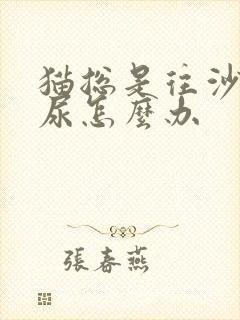 猫总是往沙发上尿怎么办