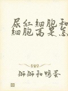 尿红细胞和尿白细胞高是怎么回事