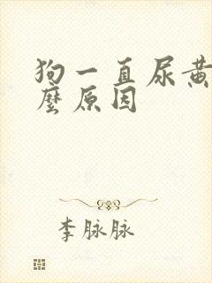 狗一直尿黄尿什么原因