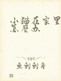 小猫在家里乱尿怎么办