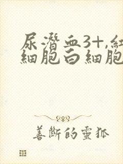 尿潜血3+,红细胞白细胞高