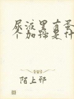 尿液里有蛋白1个加号是什么原因引起的