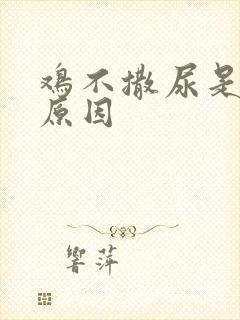 鸡不撒尿是什么原因