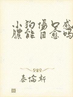 小狗伤口感染化脓能自愈吗