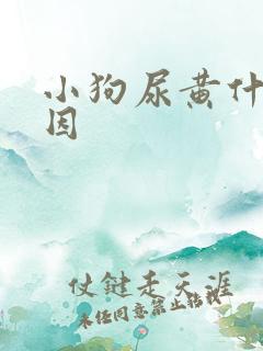 小狗尿黄什么原因