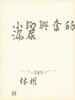 小狗兴奋的时候漏尿