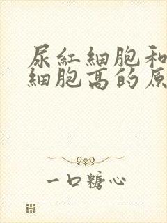 尿红细胞和尿白细胞高的原因