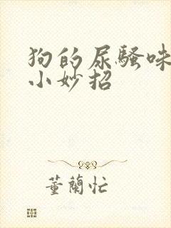 狗的尿骚味去除小妙招