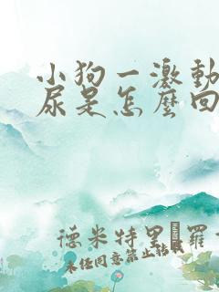 小狗一激动就漏尿是怎么回事