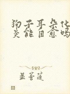 狗子耳朵化脓发炎能自愈吗