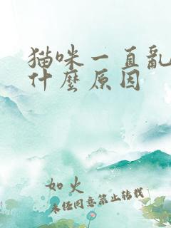 猫咪一直乱尿是什么原因