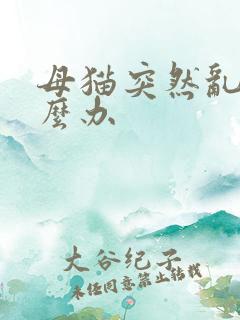 母猫突然乱尿怎么办