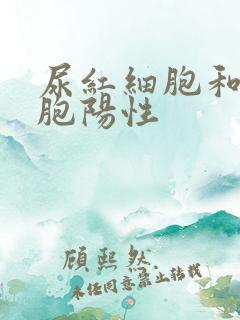 尿红细胞和白细胞阳性