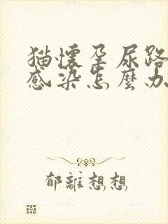 猫怀孕尿路有点感染怎么办