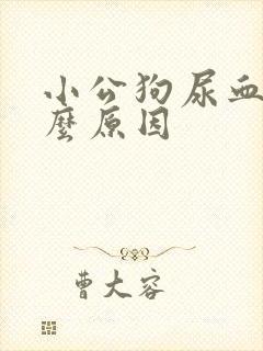 小公狗尿血是什么原因