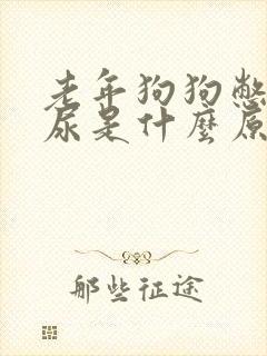 老年狗狗憋不住尿是什么原因