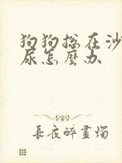 狗狗总在沙发上尿怎么办