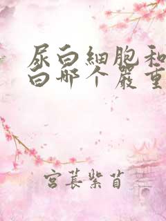 尿白细胞和尿蛋白哪个严重